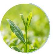 greentea