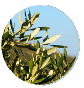 oliveleaf